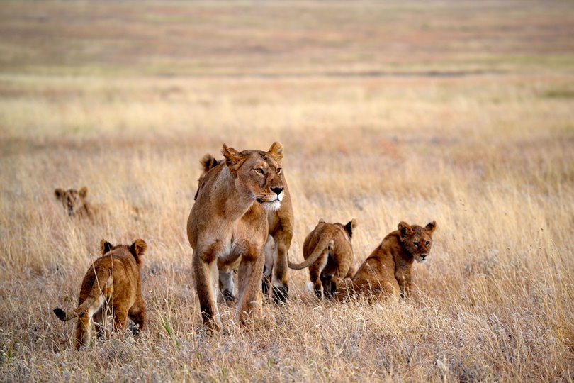 A pride of lions in Tanzania