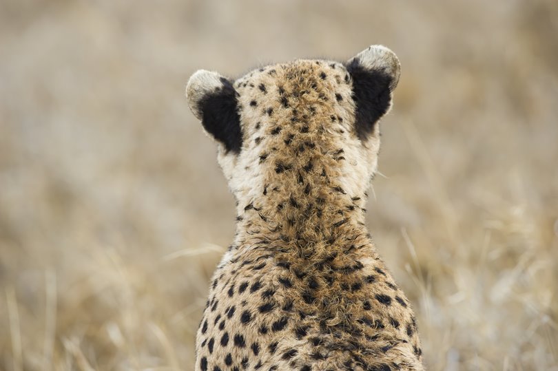 Cheetah viewed from behind in the Serengeti