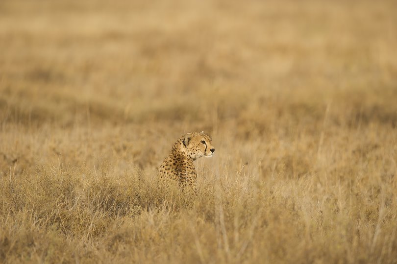 Cheetah resting in the grass in the Serengeti