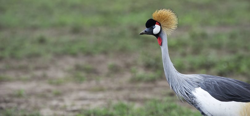 Crane bird in the African wilderness