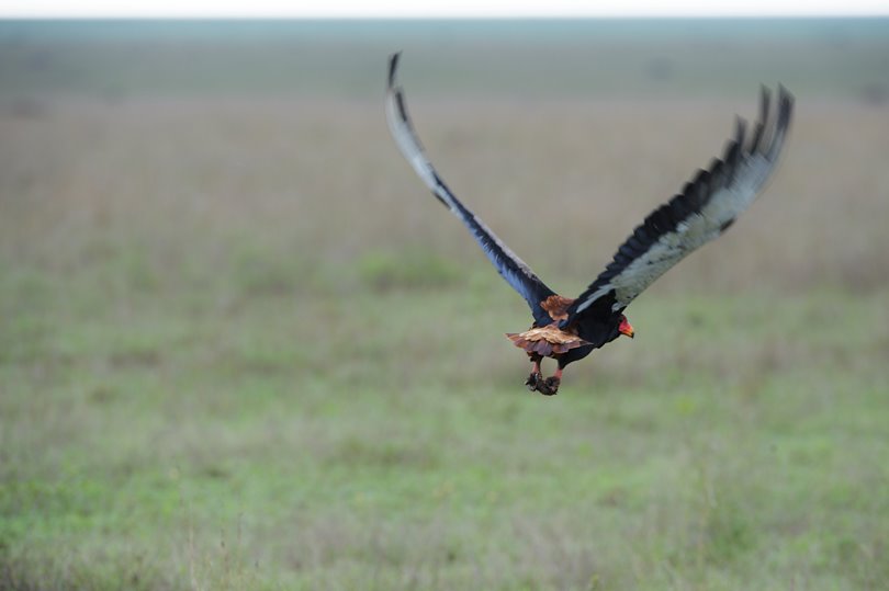 Vulture in the African wilderness