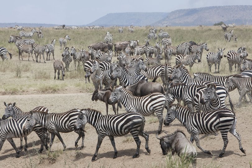 Zebra in the African wilderness