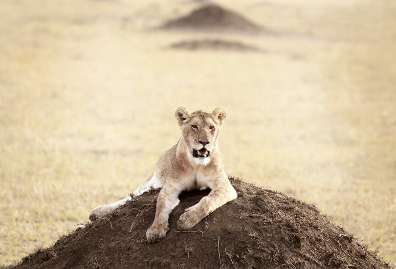 Lioness in the wild