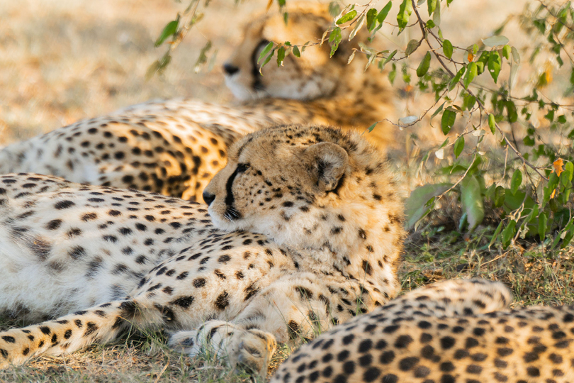 Wildlife landscape in East Africa